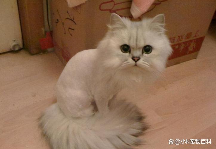 猫剪什么发型好看_可愛圆脸猫配刘海，勤梳毛保持蓬松造型