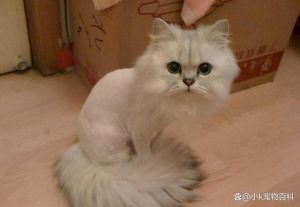 猫剪什么发型好看_可愛圆脸猫配刘海，勤梳毛保持蓬松造型