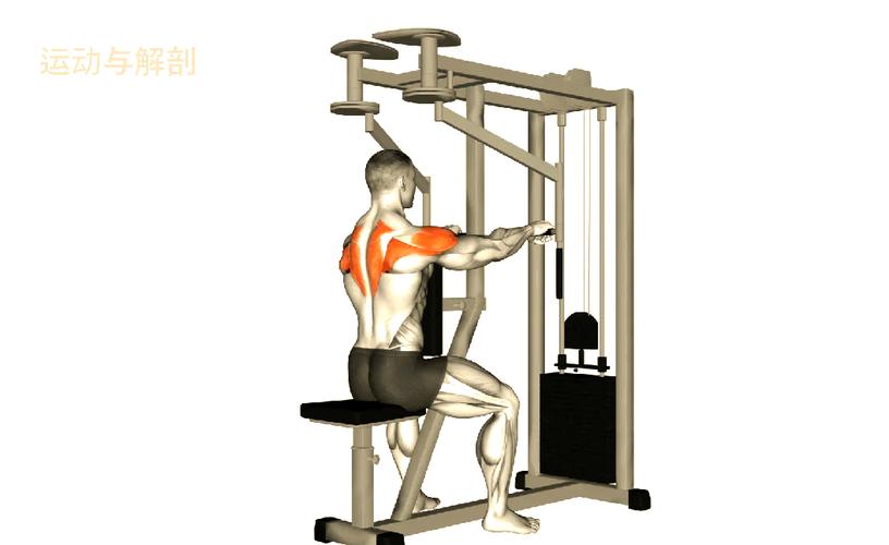 下斜飞鸟练哪的肌肉_下斜哑铃飞鸟练胸肌下缘