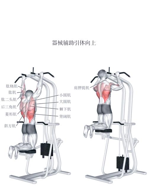 额俯身前平举距练什么肌肉_练好虎头肌,肩膀宽又稳 额俯身前平举距练什么肌肉_练好虎头肌,肩膀宽又稳