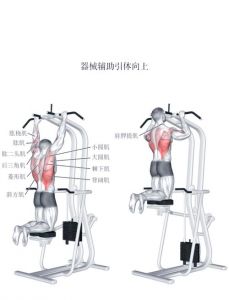 额俯身前平举距练什么肌肉_练好虎头肌，肩膀宽又稳