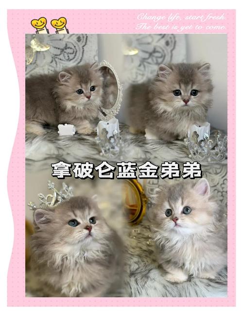 蓝金和矮脚拿破仑能配出什么_稀有混种猫，温顺珍贵