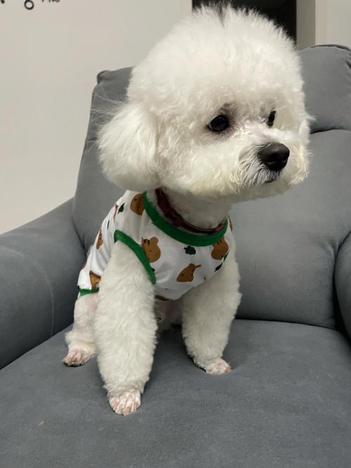 泰迪狗发型_泰迪发型多又萌，时尚宠儿人人爱