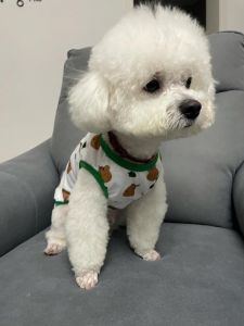 泰迪狗发型_泰迪发型多又萌，时尚宠儿人人爱