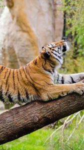 老虎爬的姿势_多功能工具+平衡尾巴